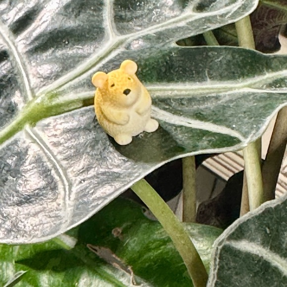 - 🍃20 pack plant magnets🍃 - Picture 4 of 15